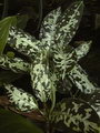Chinese evergreen